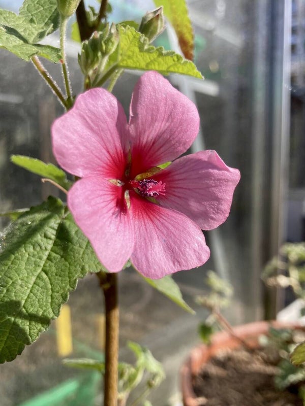 Anisodontea 'El Rayo' (Kaapse malva)