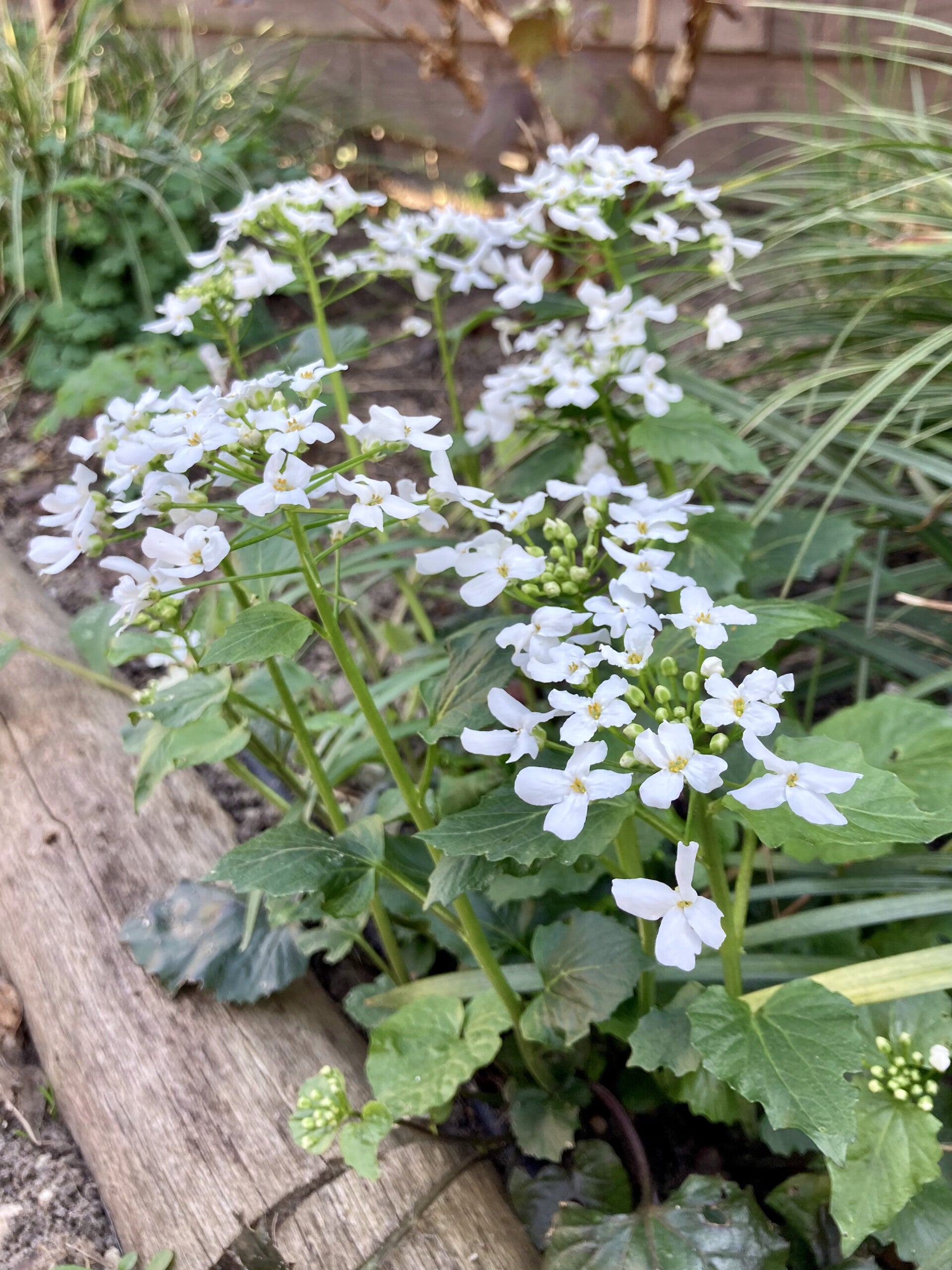 Pachyphragma macrophyllum (Kaukasisch look-zonder-look)