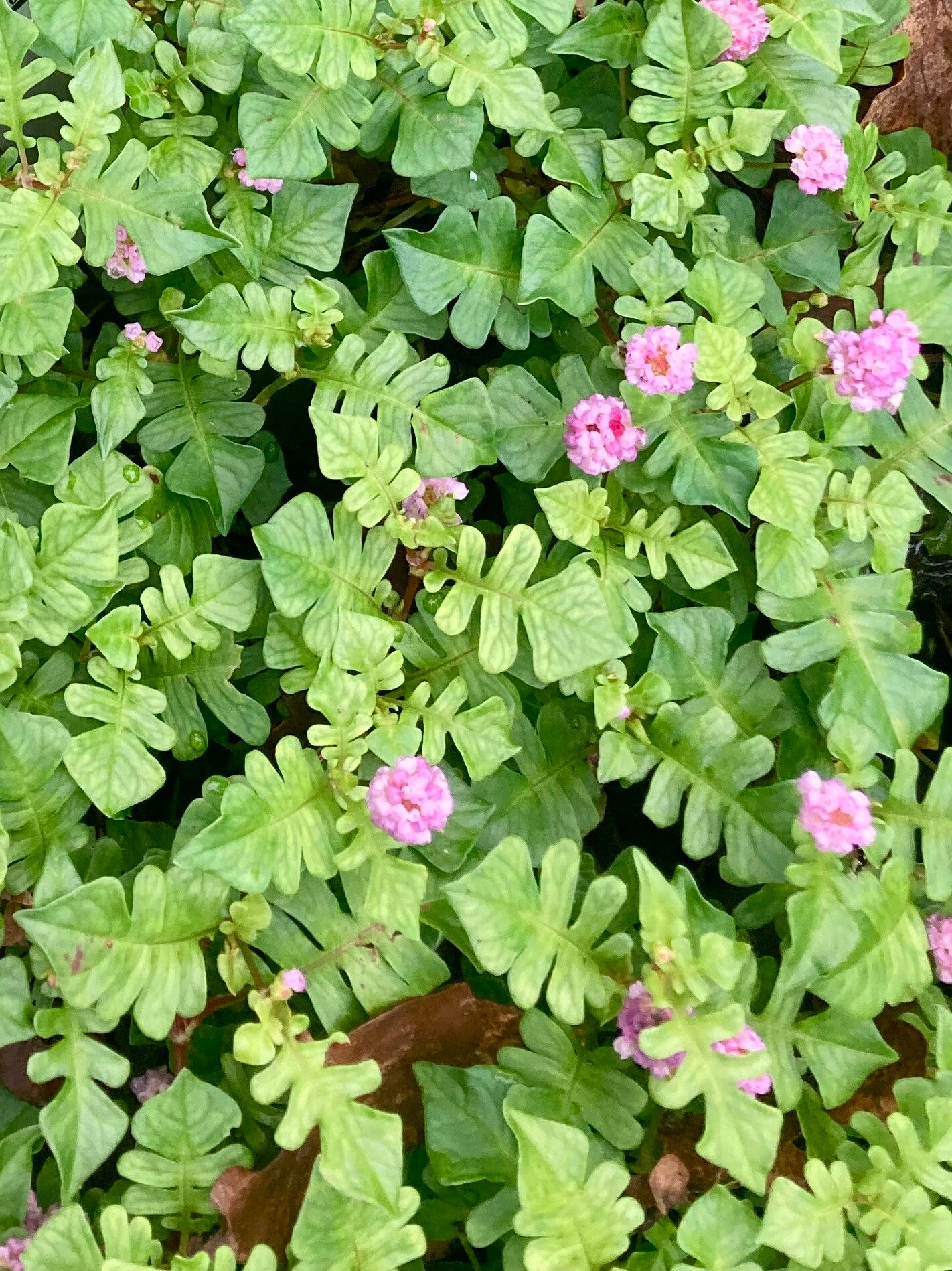 Persicaria runc. 'Needham's Form' (duizendknoop)
