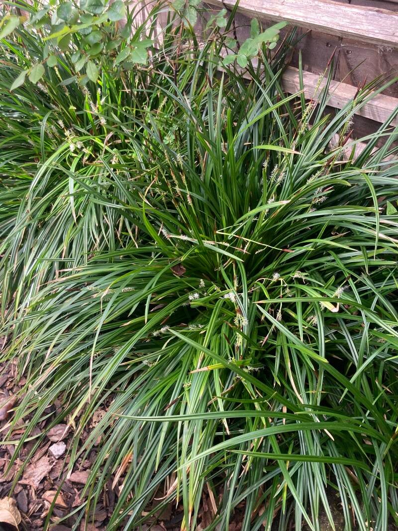 Carex f. 'Irish Green' (Japanse zegge)