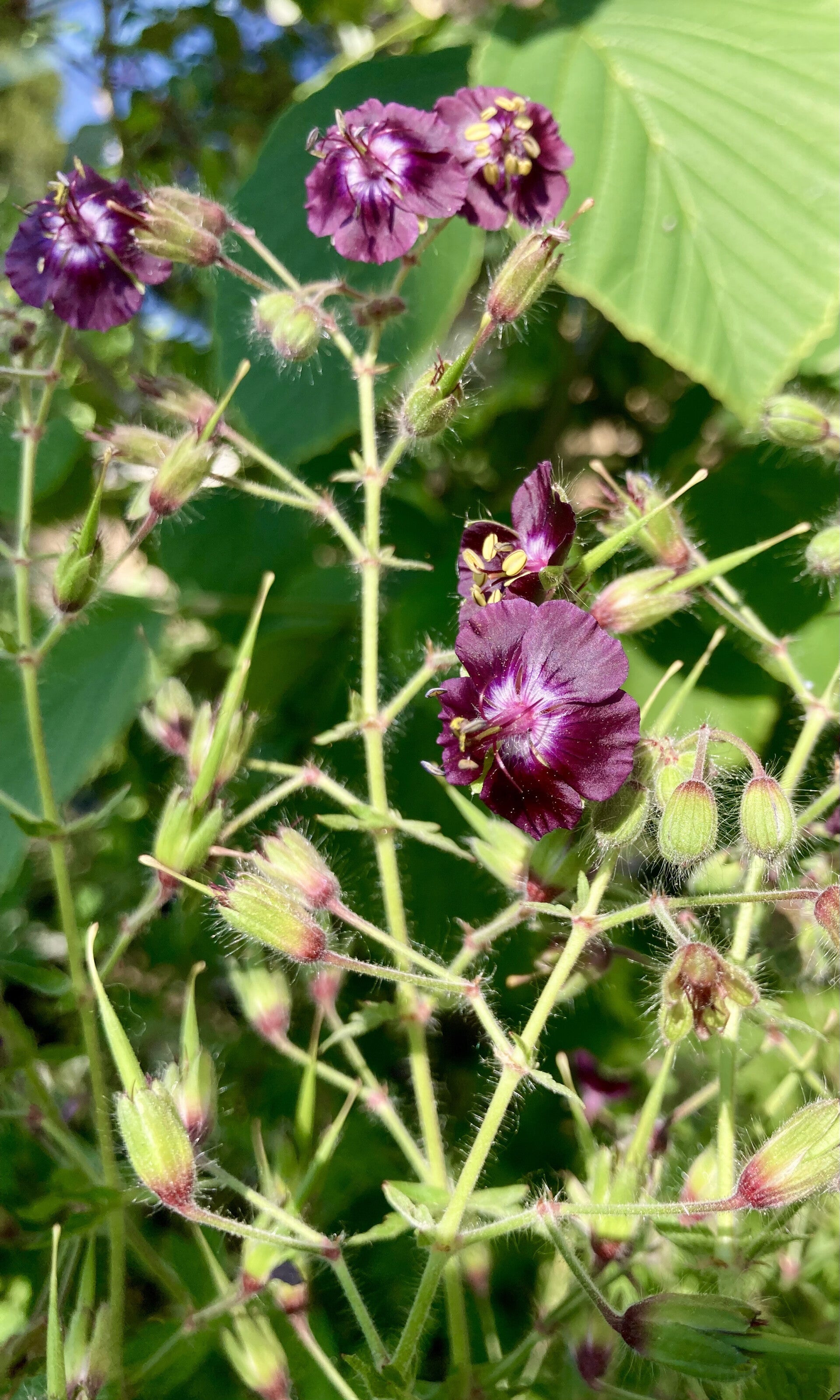 Geranium phaeum (ooievaarsbek)