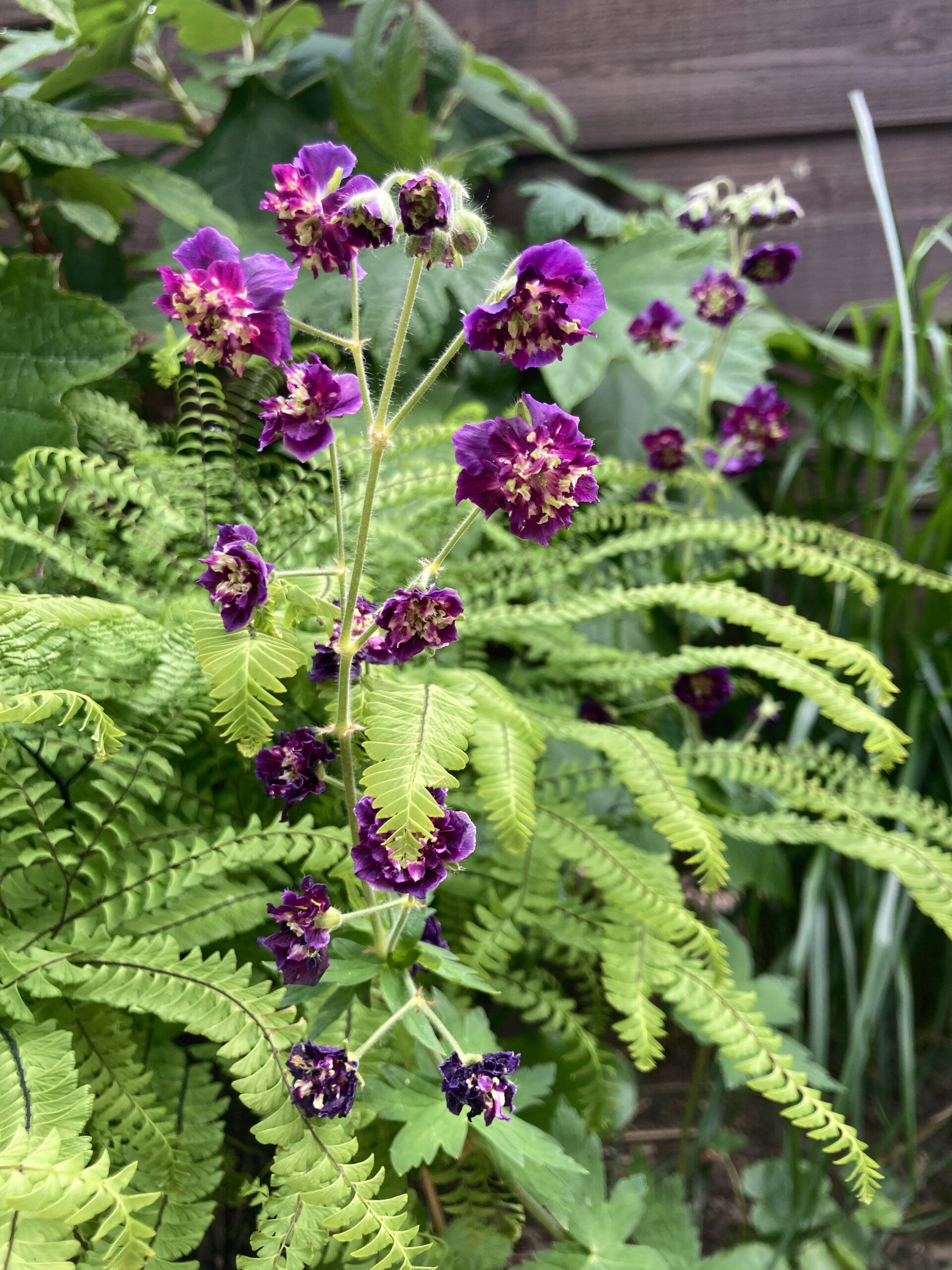 Geranium phaeum 'Joseph Green' (ooievaarsbek)