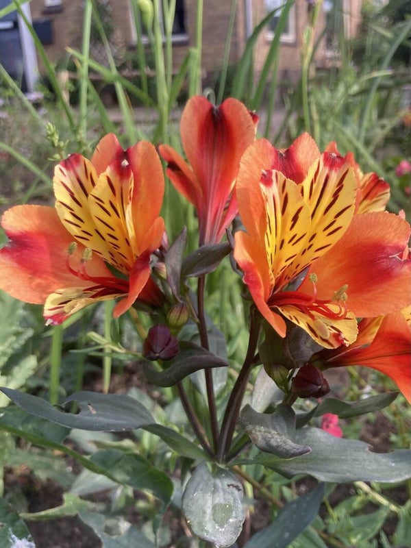 Alstroemeria Indian Summer