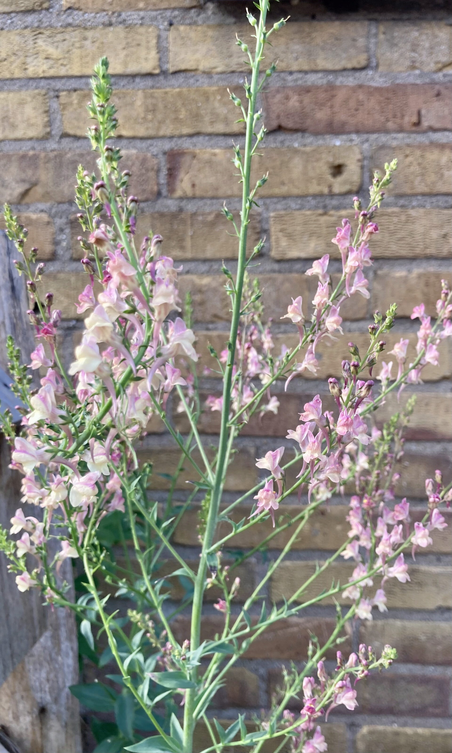 Linaria 'Peachy' (vlasleeuwenbek)