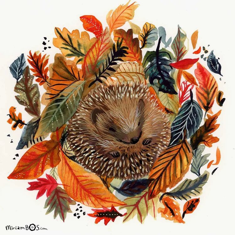 copyrighted-print-fall-sleeping-hedgehog-illustration-by-miriam-bos-nprot-standard.png