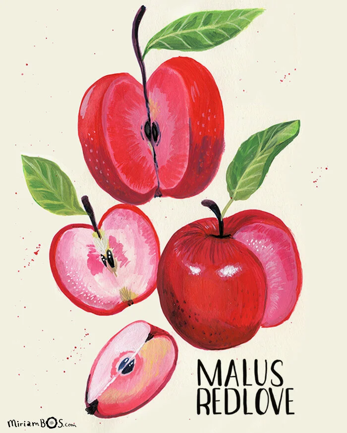 copyrighted-print-food-red-apples-illustration-by-miriam-bos-nprot-standard.png