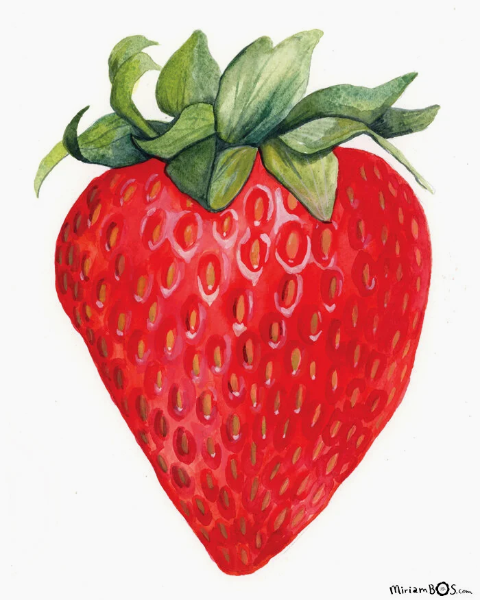 copyrighted-print-food-strawberry-illustration-by-miriam-bos-nprot-standard.png