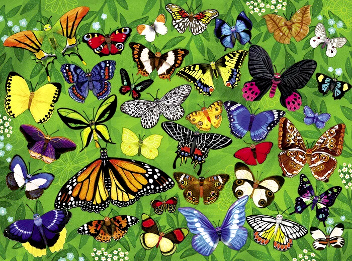 copyrighted-puzzle-crocodile-creek-butterflies-box-1-illustration-by-miriam-bos-nprot-standard.png