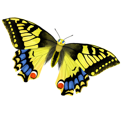 copyrighted-puzzle-crocodile-creek-butterflies-swallowtail-illustration-by-miriam-bos-standard.png