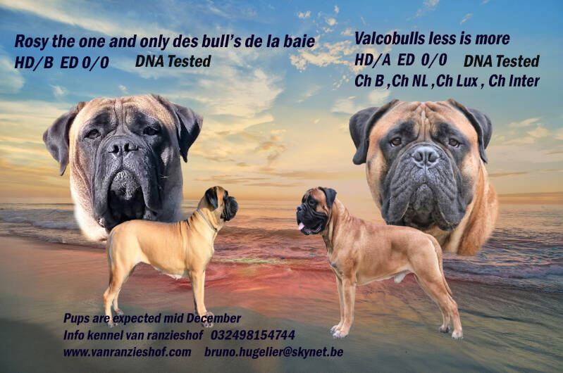 Pups  zijn geboren  uit deze combinatie 4teefjes en 3 reutjes