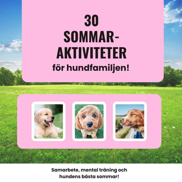 30 sommaraktiviteter för hundfamiljen