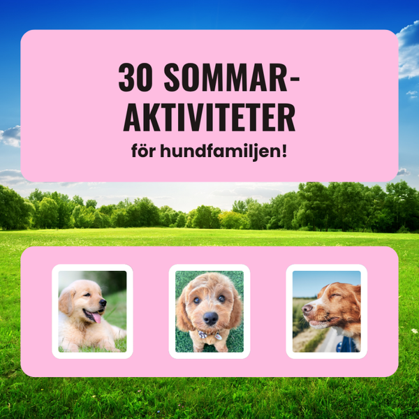 30 sommaraktiviteter för hundfamiljen