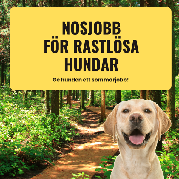 Nosjobb för rastlösa hundar!