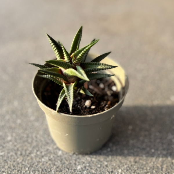 Haworthia limifolia