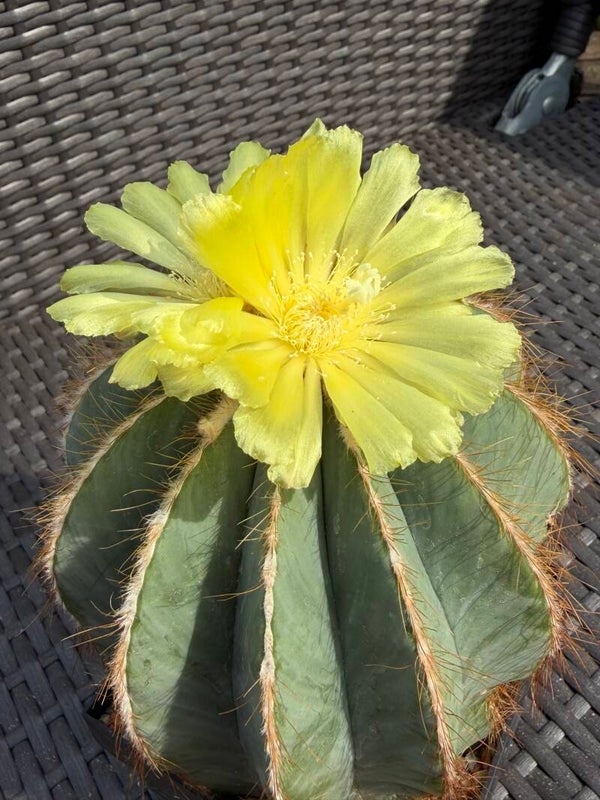 Parodia magnifica (Notocactus magnificus)