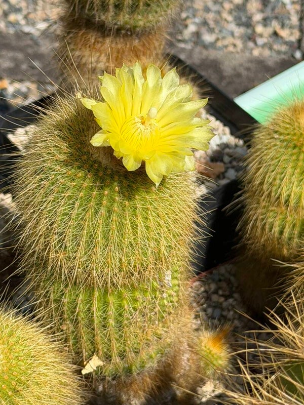 Parodia leninghaussii