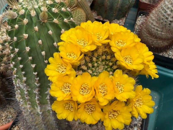 Weingartia cumingii