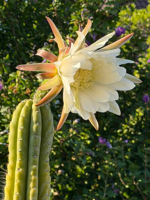 San Pedro Kaktus