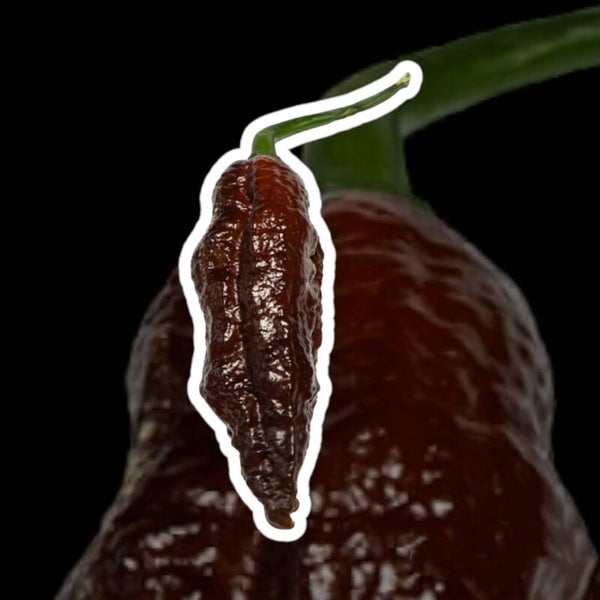 Naga Black zaden