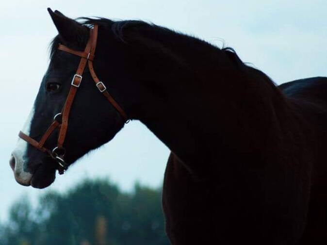 Mit fairen Preisen zu einem zufriedenen und gesunden Pferd.