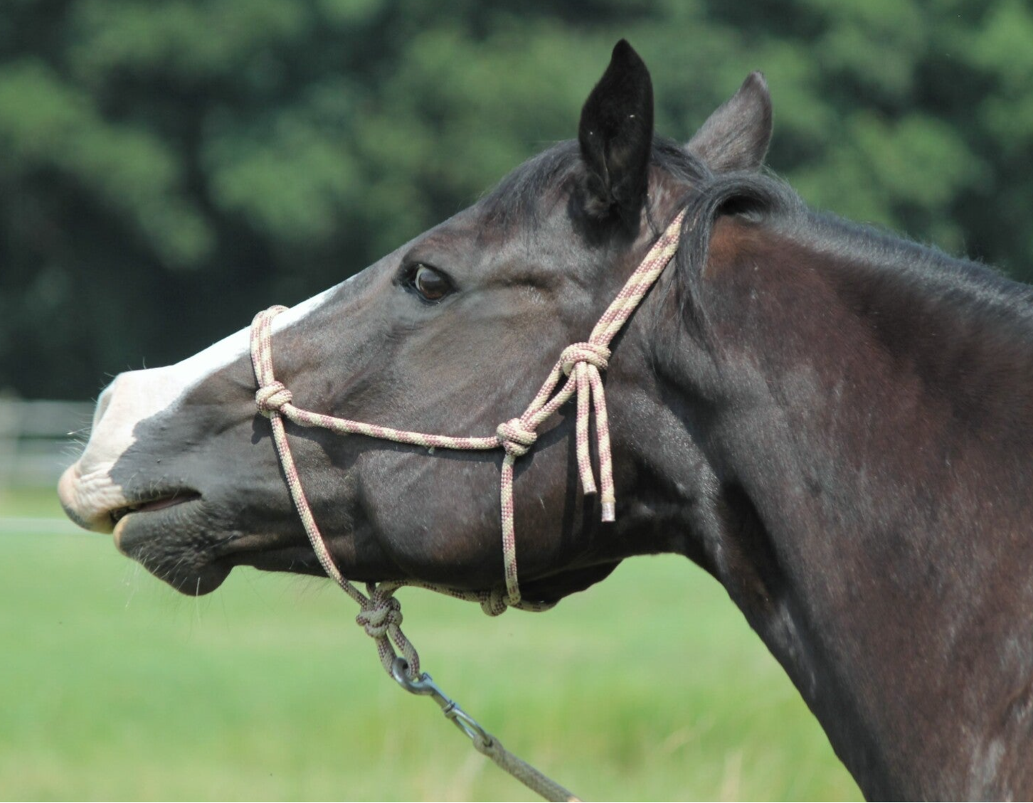 Ein guter Kontakt zwischen Therapeut und Pferdebesitzer ist die Voraussetzung für ein zufriedenes und gesundes Pferd.