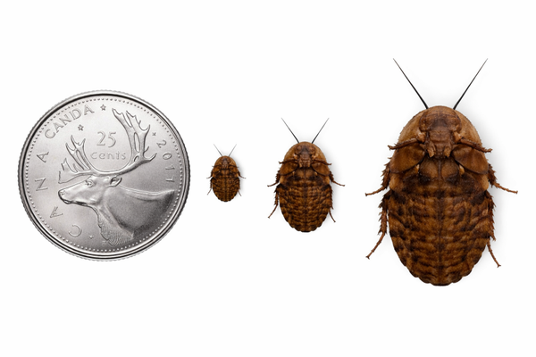 Discoid Roaches - Quantity 10