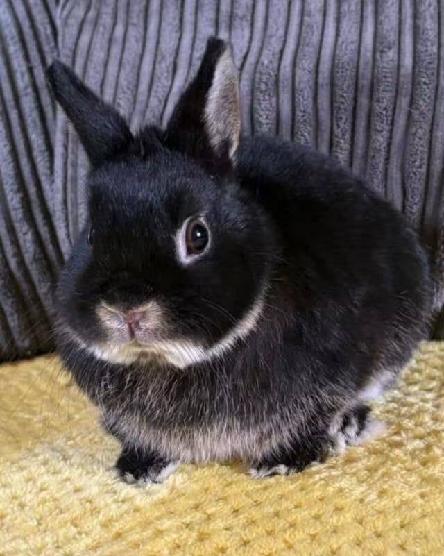 Kim Jong Bun β photo 1