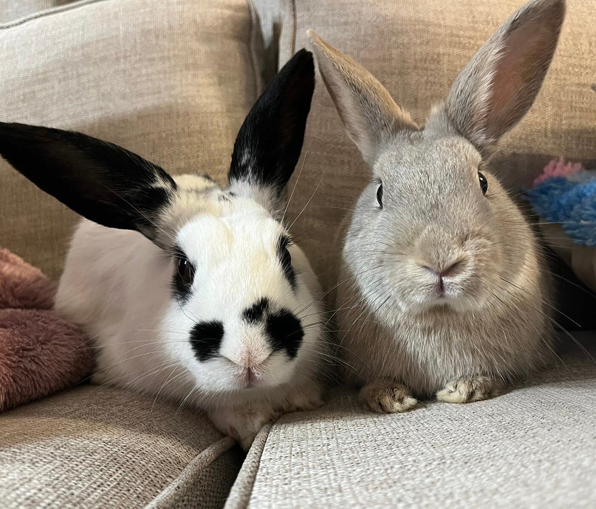 Housing | Lucky Bunny and Friends Rescue
