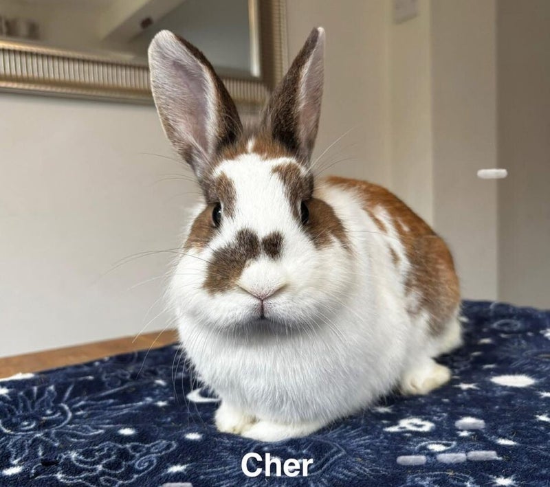 Cher — photo 1