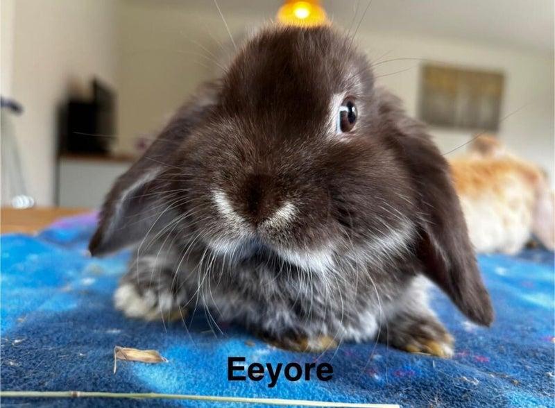 Eeyore — photo 1