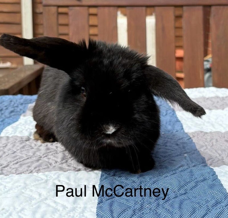 Paul McCartney — photo 1