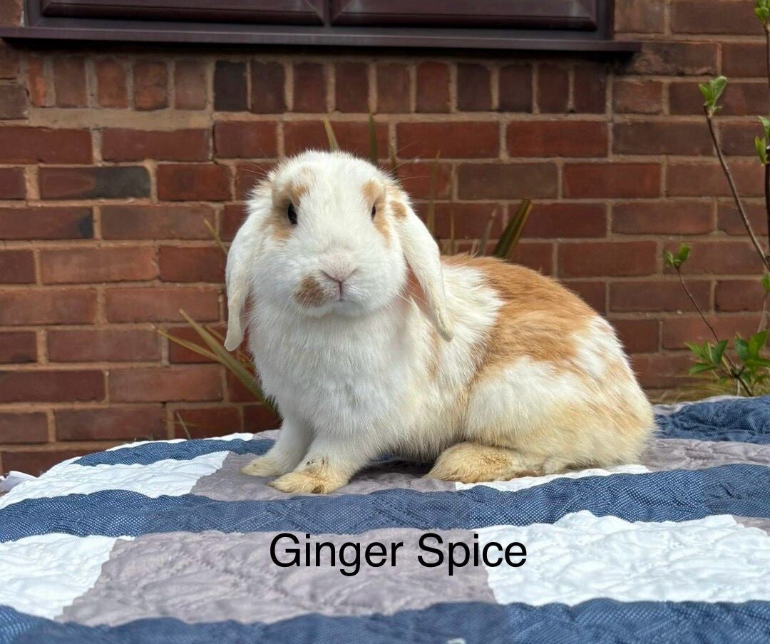 Ginger Spice