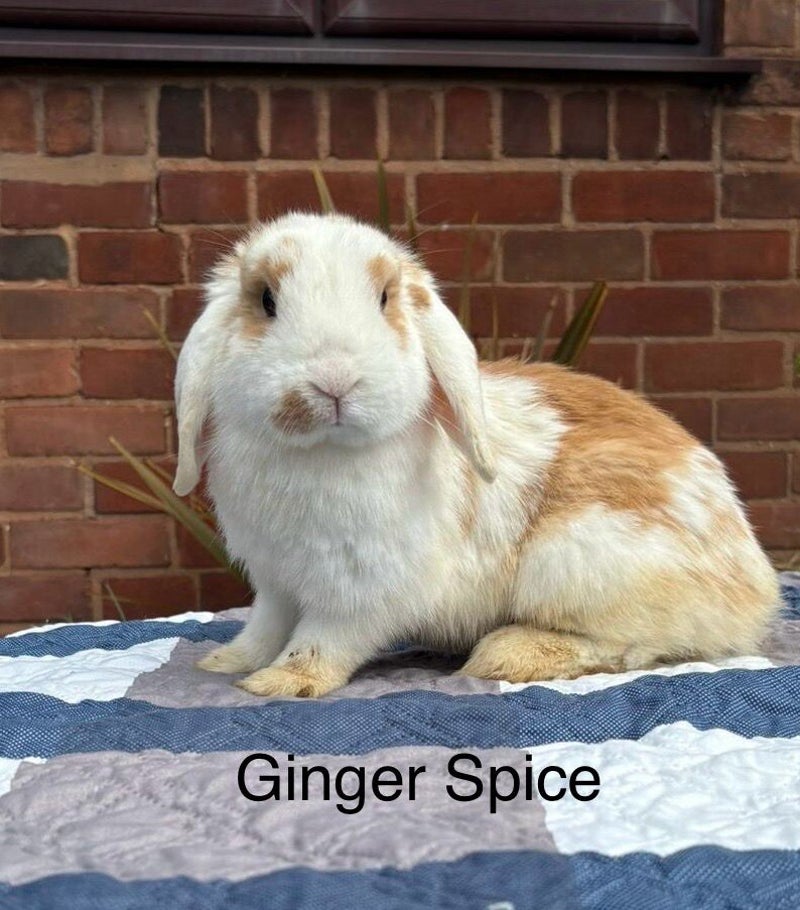 Ginger Spice — photo 1
