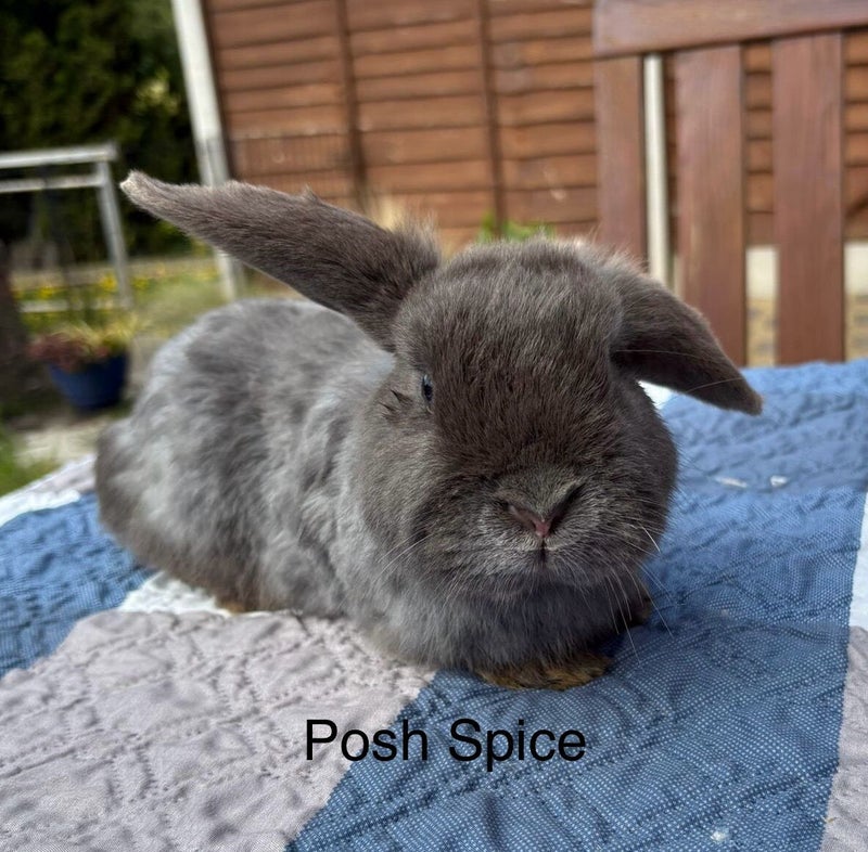 Posh Spice - Reserved — photo 1