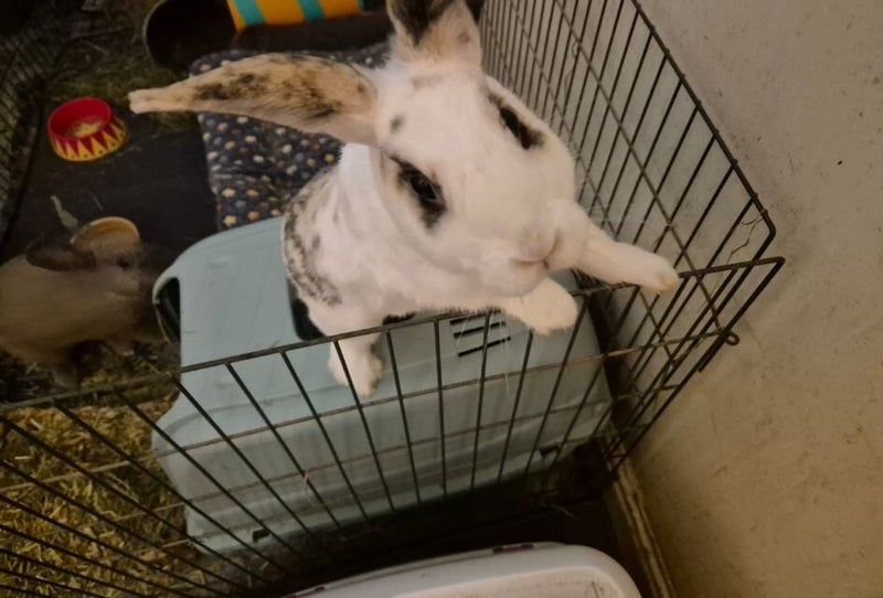 Bandit — photo 1