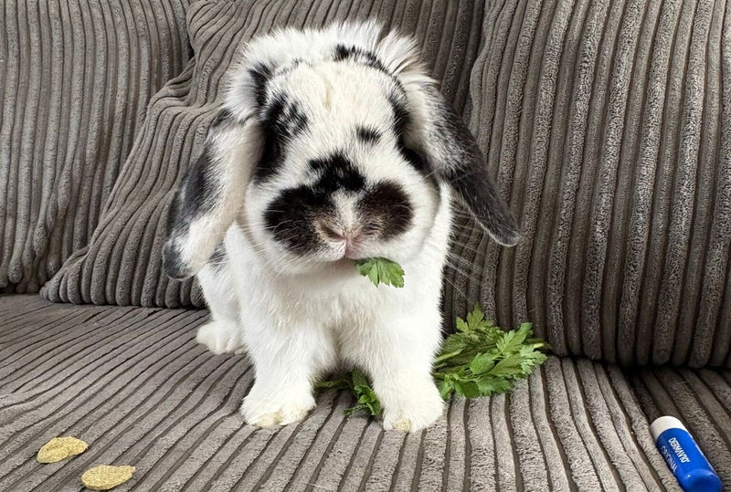 Oreo — photo 1