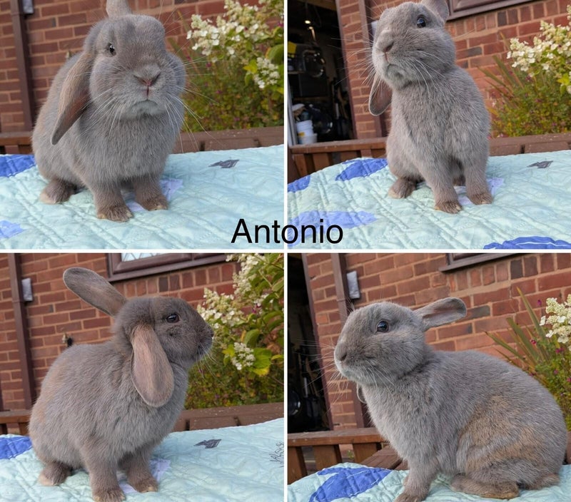 Antonio β photo 1