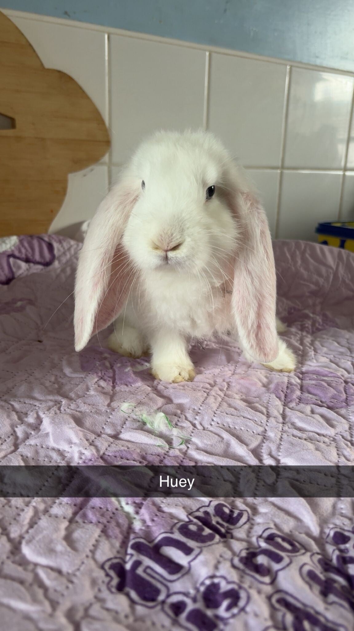 The Lops! — photo 4