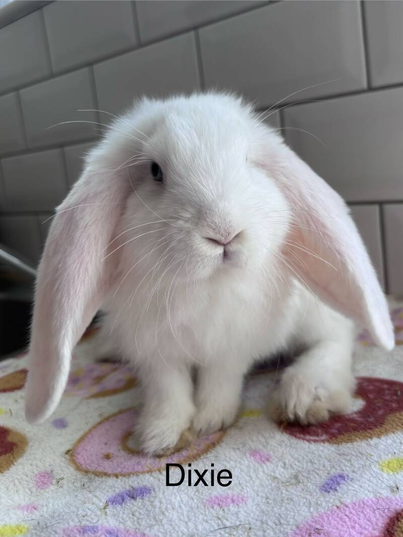 The Lops! — photo 2
