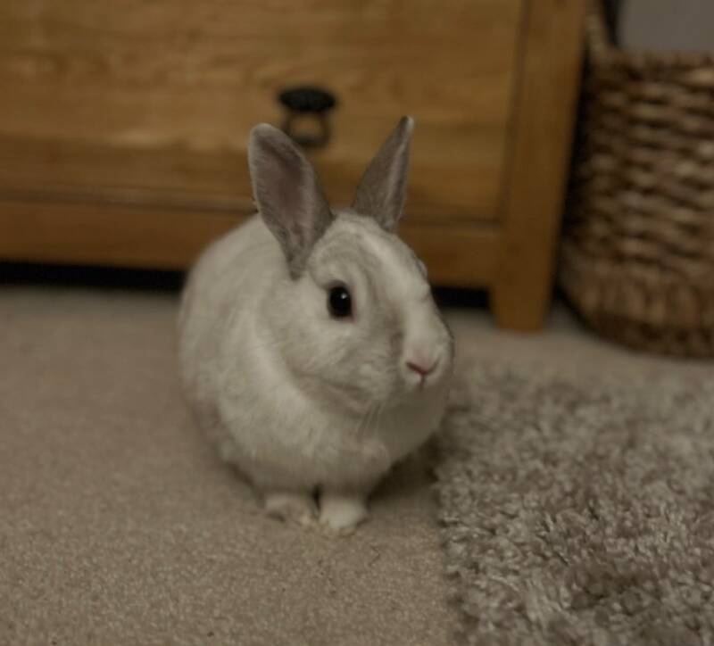 Pedro — photo 1