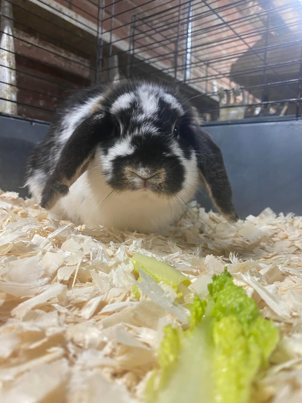 Health and Diet | Lucky Bunny and Friends Rescue