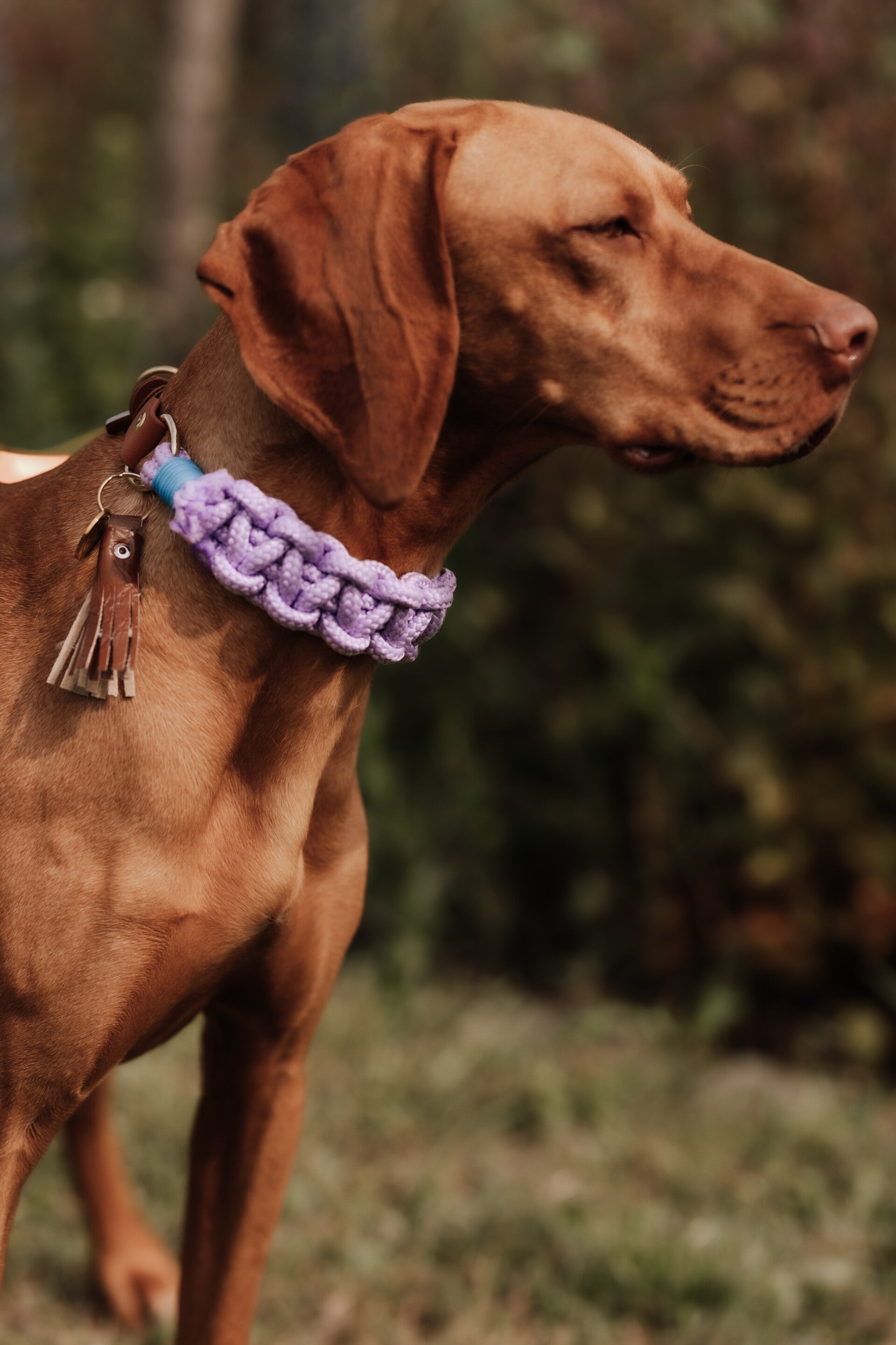 PARA M/L PURPLE