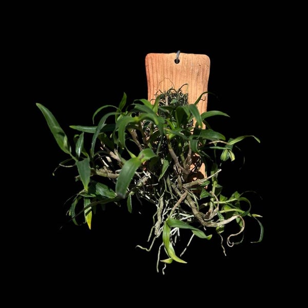 Dendrobium auriculatum x hekouense