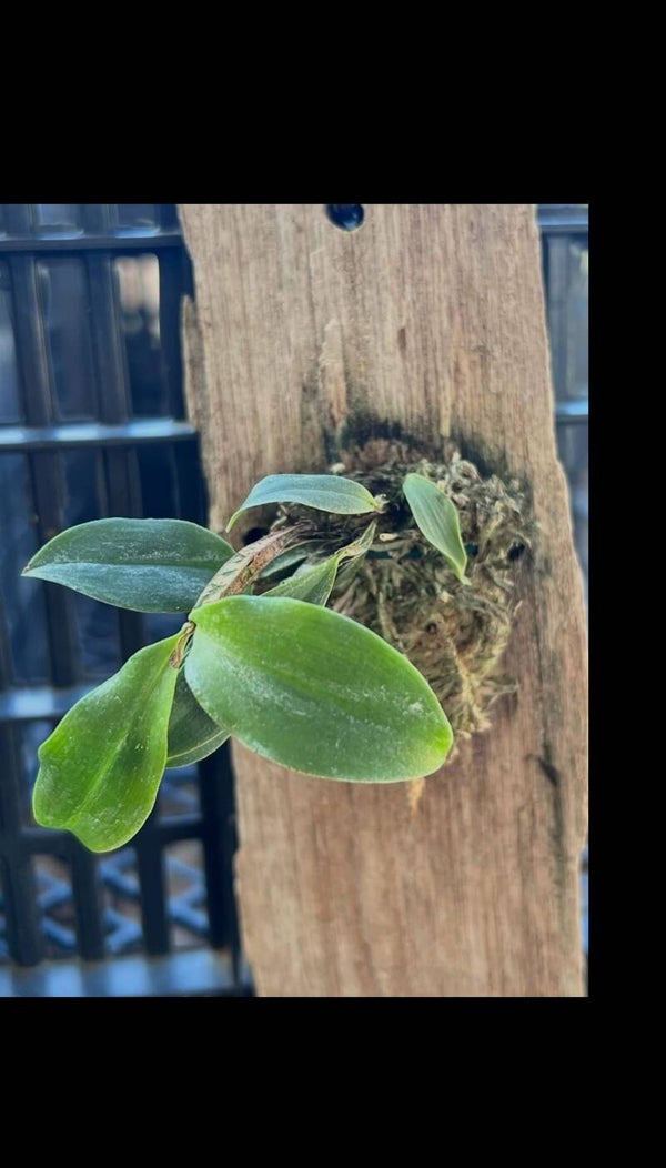 Dendrobium tetragonum var giganteum