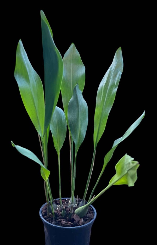 Dendrochilum magnum