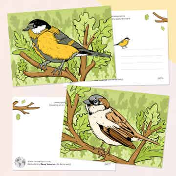 Dewy Venerius, vogels set