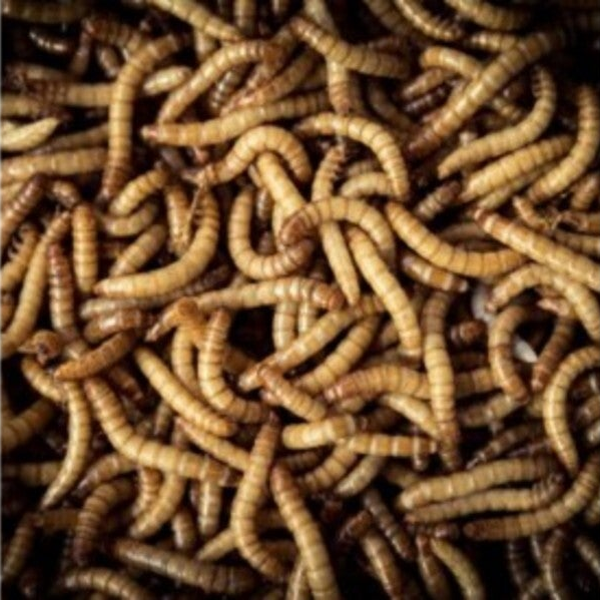 Meelwormen 1 Liter