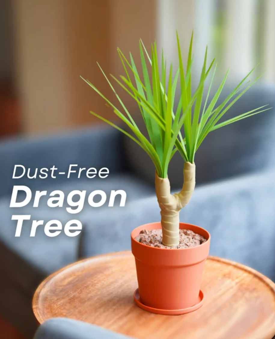 Dust Free Dragon Tree
