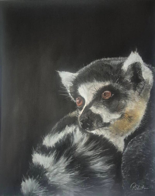 Ring Tailed Lemur Study