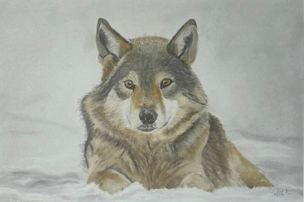 Winter Wolf
